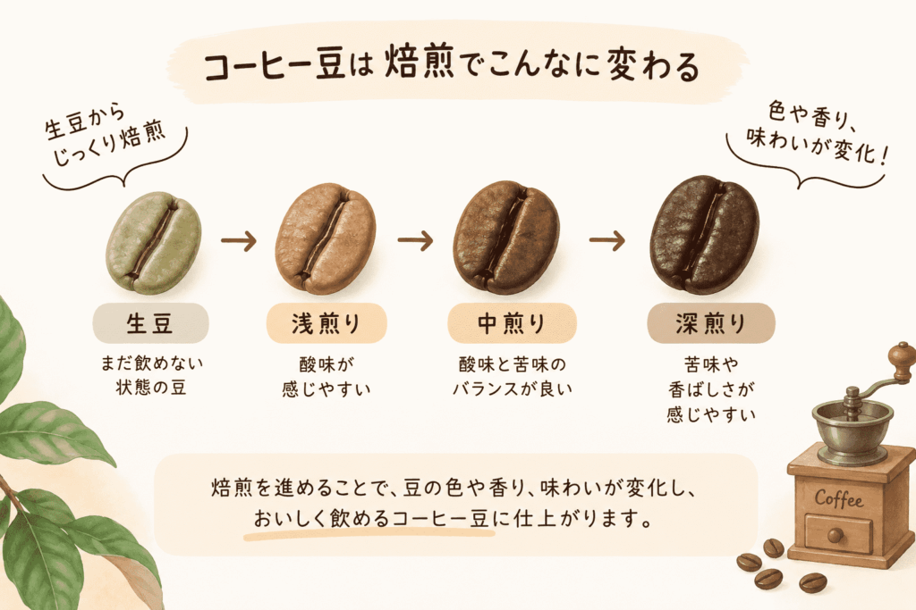 コーヒーの生豆から浅煎り・中煎り・深煎りへ焙煎が進む変化